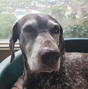 Meet your Posher, Janice